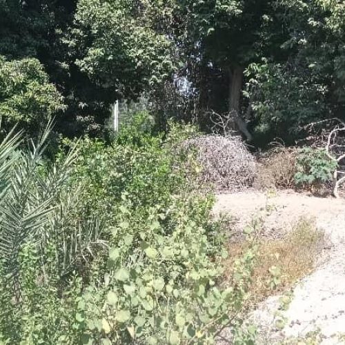 10/5 هکتار باغ دارای بیش از 1600 درخت نخل و انبه و مرکبات دارای چاه آب فعال.