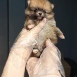 پامرانین مینیاتور