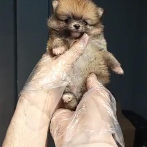 پامرانین مینیاتور