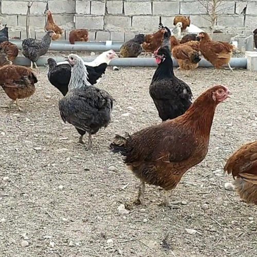 مرغ و خروس محلی