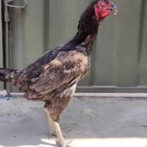 خروس لاری.مرغ لاری اوشامو برزیلی