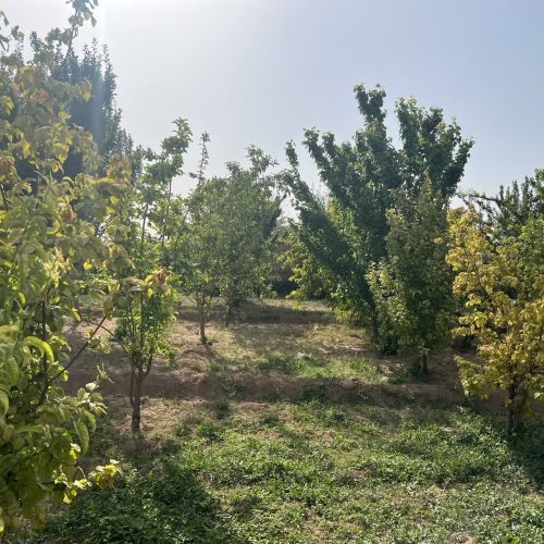 باغ با درختان میوه با یک ساعت آب چاه سرو