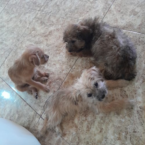 سه توله سگ شیتزو تریر