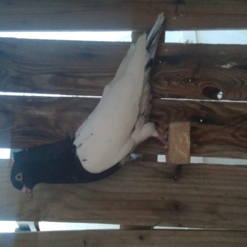 اهواز زرگان