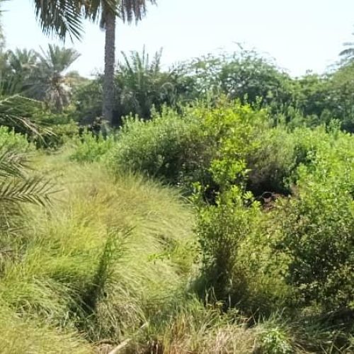 10/5 هکتار باغ دارای بیش از 1600 درخت نخل و انبه و مرکبات دارای چاه آب فعال.