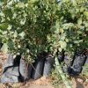 فروش نهال پسته
