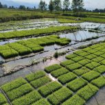 نشا برنج هاشمی