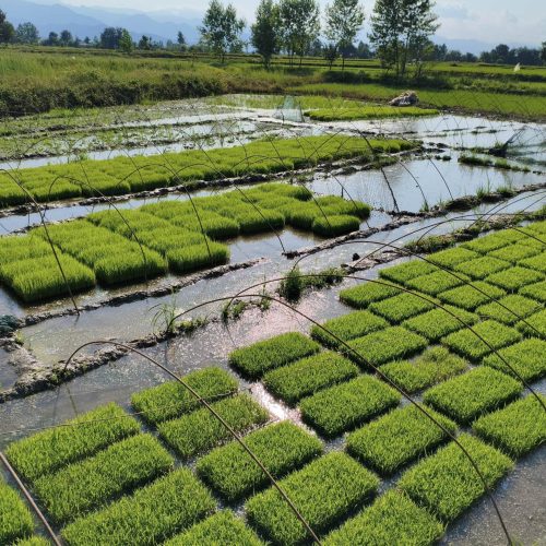 نشا برنج هاشمی