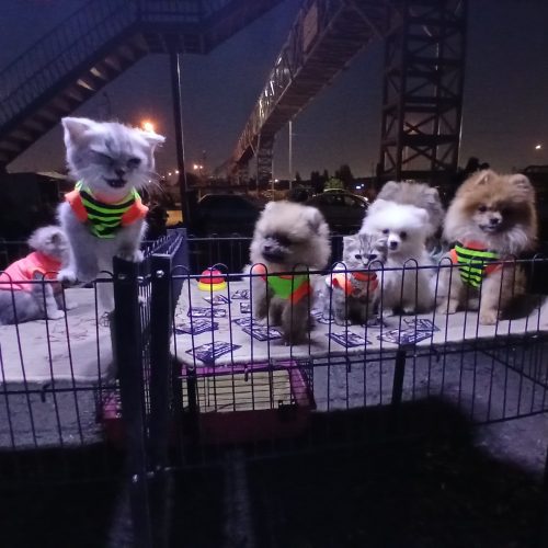 پامرانین مینیاتور