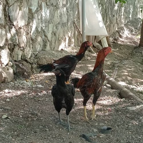 مرغ‌وخروس‌لاری