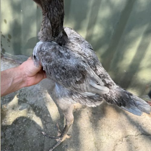 خروس لاری.مرغ لاری اوشامو برزیلی