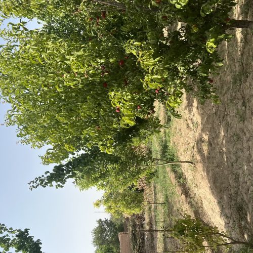 باغ با درختان میوه با یک ساعت آب چاه سرو