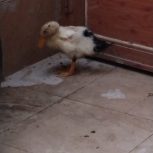 جوجه اردک 3 ماهه