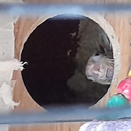 عروس هلندی با جوجه