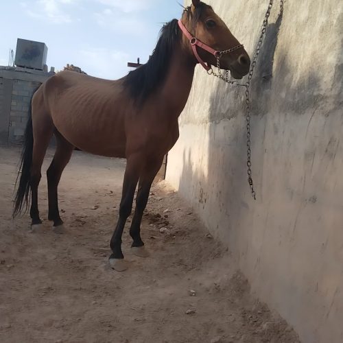 دو راس مادیان ترکی