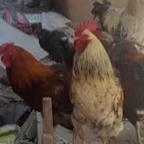 مرغ و خروس محلی