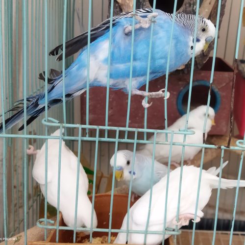 مرغ عشق تخم گذار