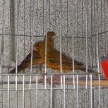 قناری مست مست