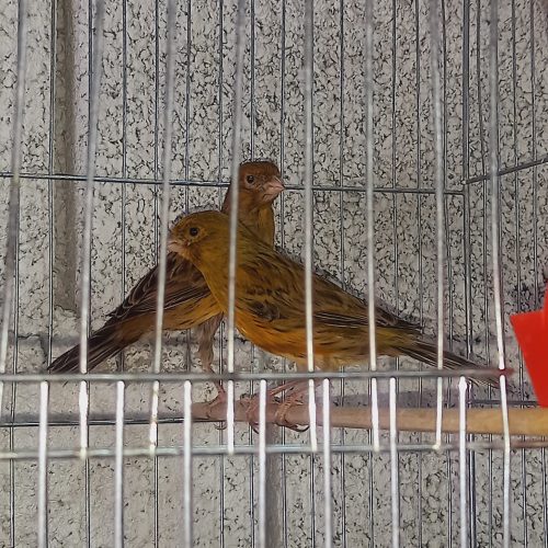 قناری مست مست