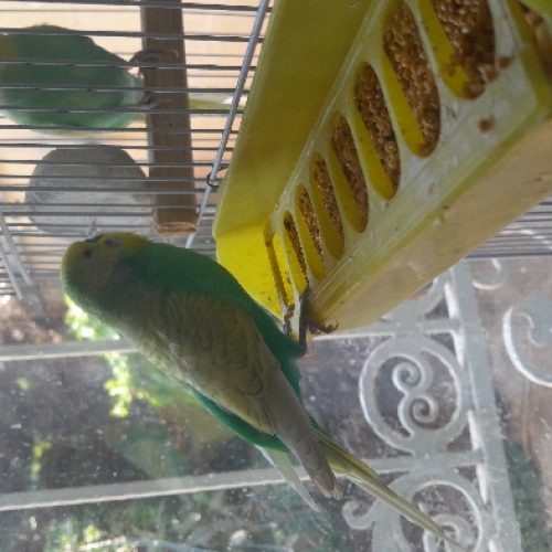 مرغ عشق رینبو سالم وسلامت