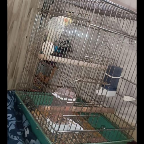 یک جفت عروس هلندی نر و ماده