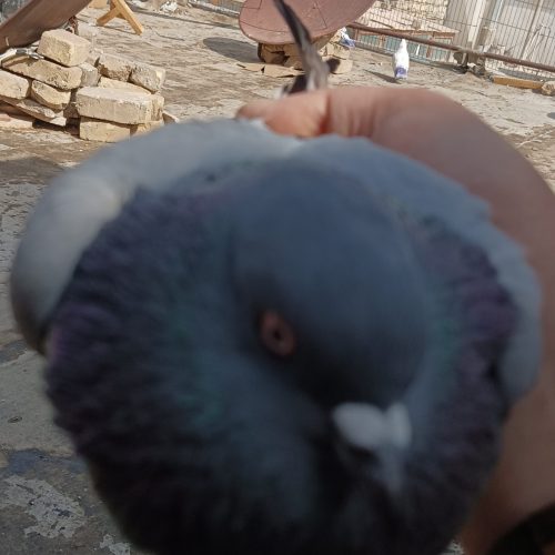 کفتر اصفهانی و تهرانی