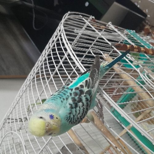 مرغ عشق رینبو سالم وسلامت