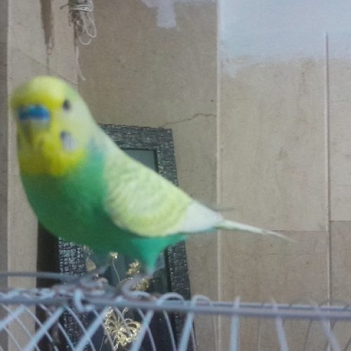 مرغ عشق رینبو سالم وسلامت