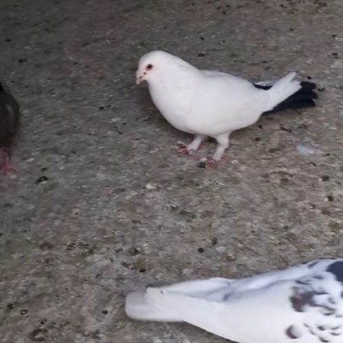 کفتر دم سیاه کرمانی