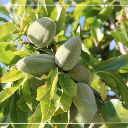 فروش 8قطعه باغ میوه با انواع درختان بادام گردو سیب و گلابی وانگور