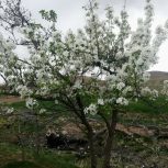 فروش 8قطعه باغ میوه با انواع درختان بادام گردو سیب و گلابی وانگور