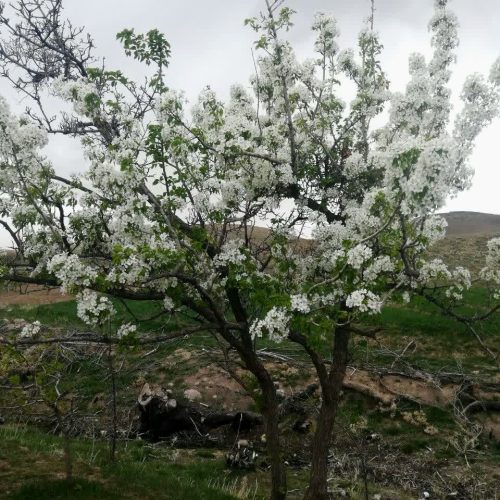 فروش 8قطعه باغ میوه با انواع درختان بادام گردو سیب و گلابی وانگور