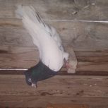 اهواز زرگان