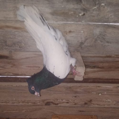 اهواز زرگان