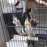 عروس هلندی با جوجه