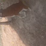 سیه سگ اکسی دارم برای فروش