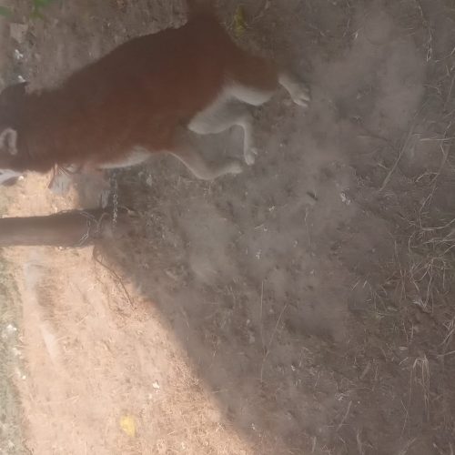 سیه سگ اکسی دارم برای فروش