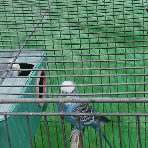 یک جفت مرغ عشق همراه لوازم و قفس