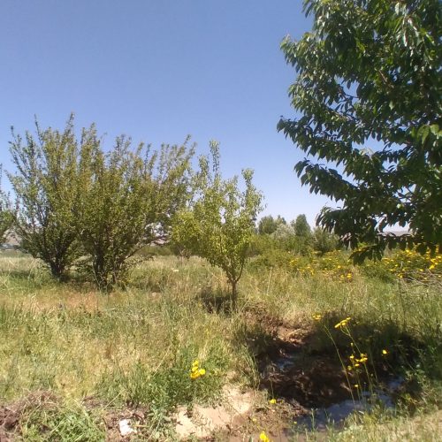 فروش زمین