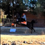 اسب نریان مجلسی