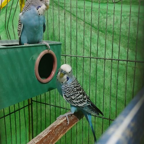 یک جفت مرغ عشق همراه لوازم و قفس