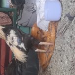 خروس لاری تمیز