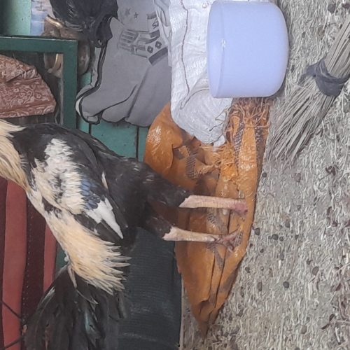 خروس لاری تمیز