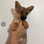 توله نر شیطون اشپیتز