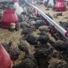 بلدرچین اورگانیک درجه یک قیمت 50تومان