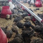 بلدرچین اورگانیک درجه یک قیمت 50تومان
