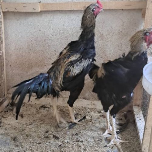 مرغ و خروس لاری