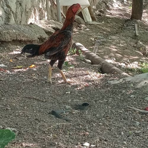 مرغ‌وخروس‌لاری