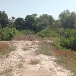 10/5 هکتار باغ دارای بیش از 1600 درخت نخل و انبه و مرکبات دارای چاه آب فعال.