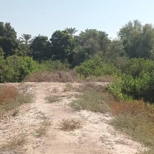 10/5 هکتار باغ دارای بیش از 1600 درخت نخل و انبه و مرکبات دارای چاه آب فعال.